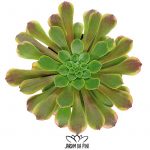 Aeonium Fiesta