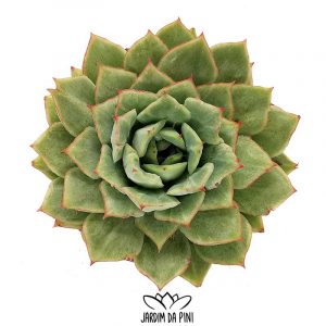 Echeveria California-Queen (Selected)