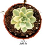 Sedum Clavatum Variegated