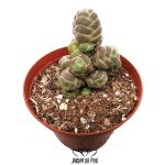 crassula barklyi
