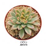 echeveria mebina variegata