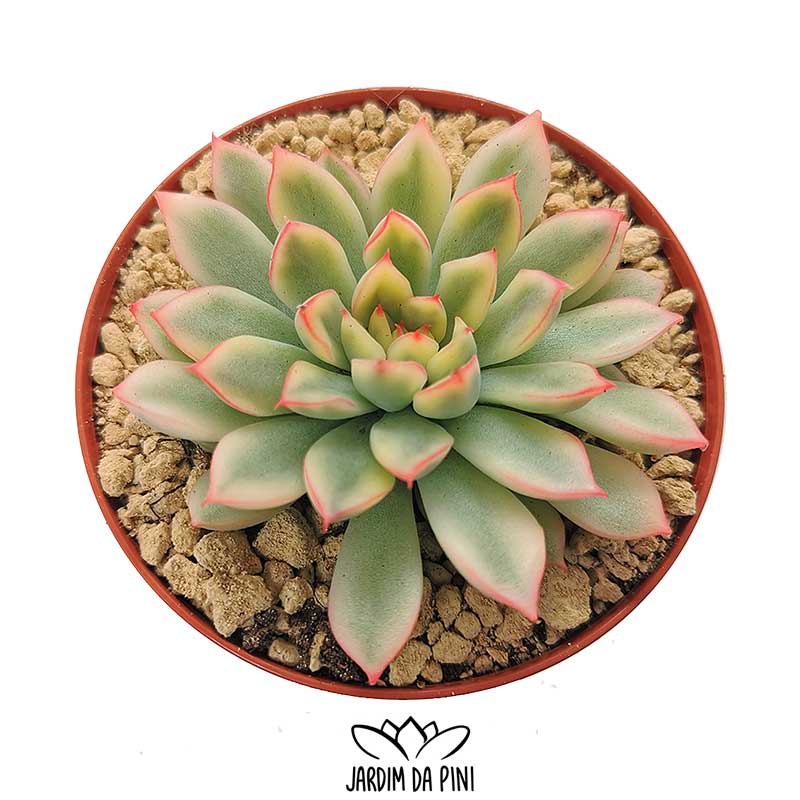 echeveria mebina variegata