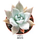 echeveria mexican giant