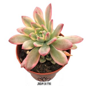 Echeveria Mini belle variegata