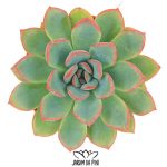 echeveria pink edge