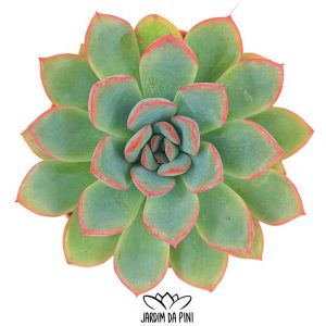 Echeveria Pink Edge