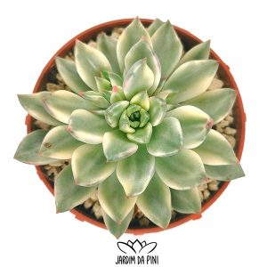 Echeveria Green Emerald-Variegata (Coreia)