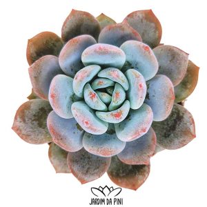 Echeveria Laulindsayana Monroe