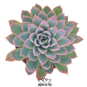 Echeveria Violet Queen