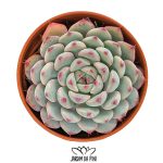 Echeveria White Minima