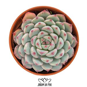 Echeveria white-mínima