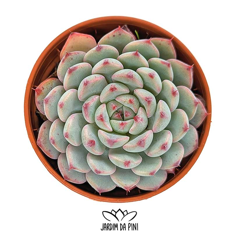 Echeveria White Minima