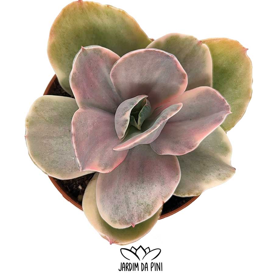echeveria gibbiflora decora