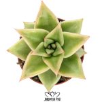 Echeveria Agavoides Maria
