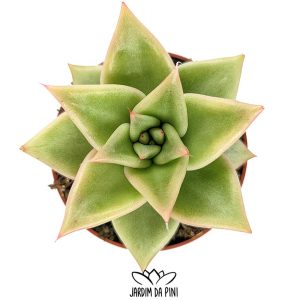 Echeveria Agavoides Maria Selection
