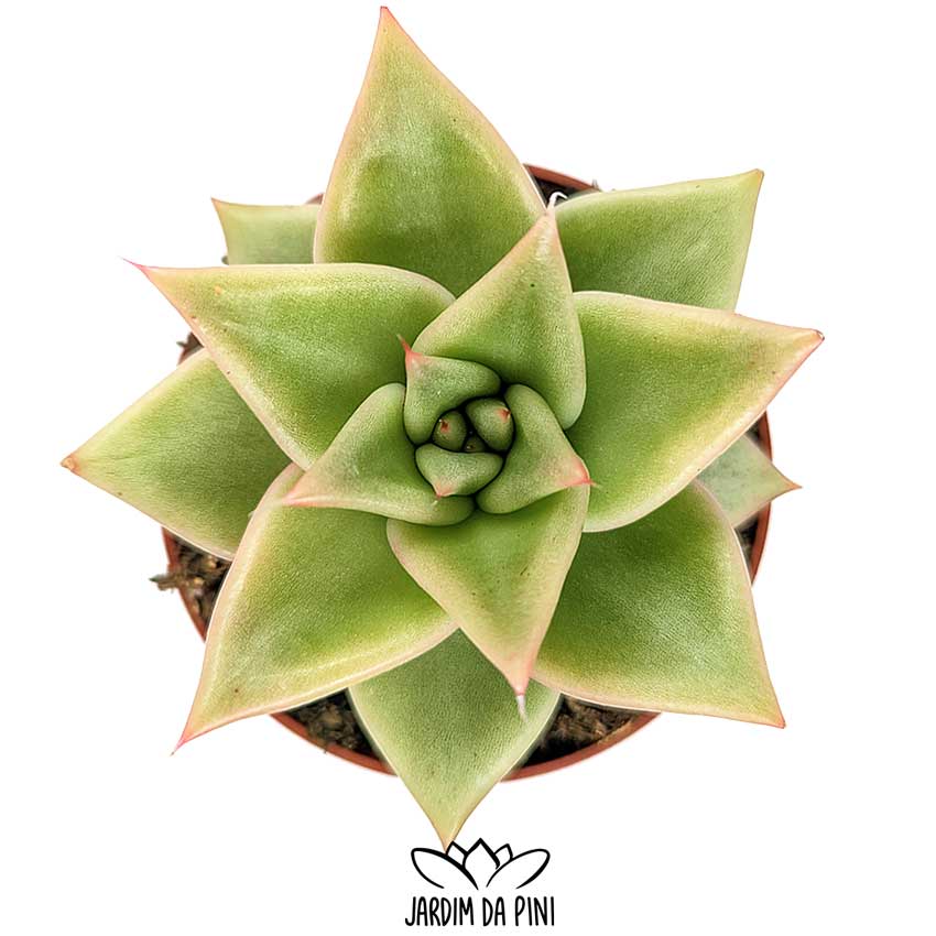 Echeveria Agavoides Maria