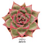 Echeveria Electra