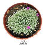 delosperma sphalmanthoides