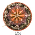 gymnocalycium mihanovichii
