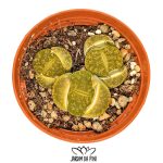 lithops aucampiae jacksons jade