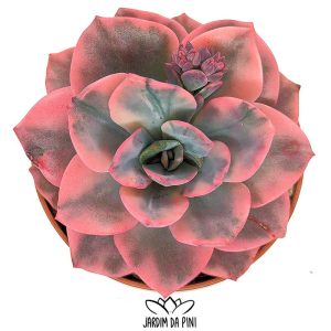 Echeveria Pink Harin variegata (Coreia)