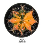 gymnocalycium mihanovichii variegata