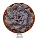 Echeveria Purple Stone