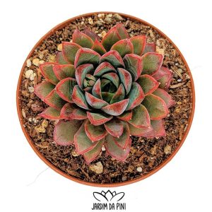Echeveria Endorphin