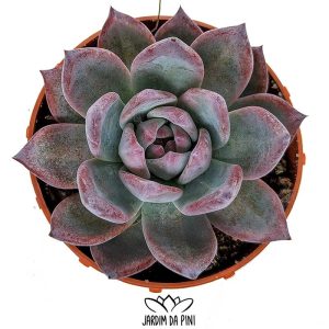 Echeveria Colorata Brandtii