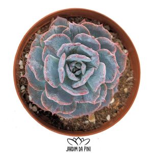 Echeveria Subsessilis monstruosa