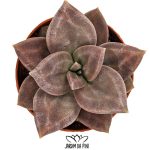 echeveria xichuensis 1