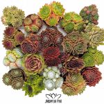 SempervivumMixPack