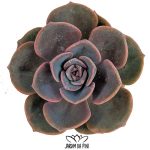 Graptoveria Mrs-Richards