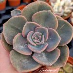 Graptoveria Mrs-Richards