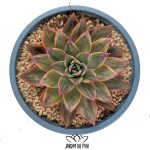 Echeveria Leopard Variegata com listras de variegatação coloridas.