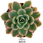 Echeveria Pink vera