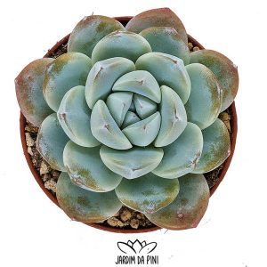Echeveria Jade Butterfly compacta e com tons azuis e esverdeados fazendo lembrar uma pequena joia.