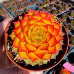 Sempervivum Gold Nugget com uma mistura de tons vibrantes de vermelho, verde e dourado em vaso de 8.