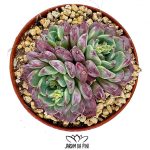Echeveria Sara Himebotan, uma suculenta compacta e de crescimento lento.