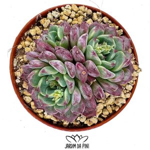 Echeveria Sara Himebotan, uma suculenta compacta e de crescimento lento.