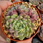 Echeveria Sara Himebotan, importação coreana com vários rebentos, em vaso de 7.
