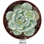 A Sedeveria pudgy-variegata é uma suculenta com folhas carnudas e geralmente possui tons de verde, rosa, branco creme e roxo