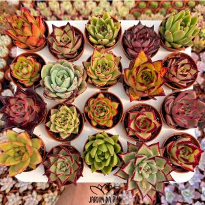 Selecção de echeveria agavoides, pack de suculentas