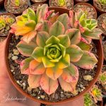 Aeonium Cream-Tea com cores vivas em vaso de 8.