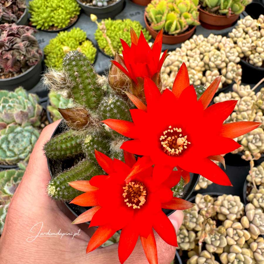 Cacto amendoim em flor.