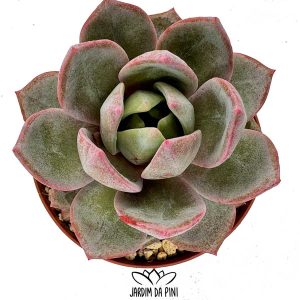 Echeveria German champagne em vaso de 8.