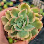 Echeveria Luella variegata em vaso de 8.