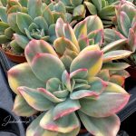 Echeveria Luella Variegata em produção.