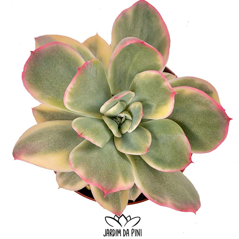 Echeveria Luella Variegated Rare succulent