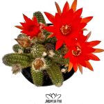 Cacto amendoim em flor.
